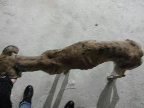 GALGO EXTREMADAMENTE DECAÍDO Y BUSCANDO COBIJO.