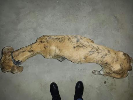 GALGO EXTREMADAMENTE DECAÍDO Y BUSCANDO COBIJO.