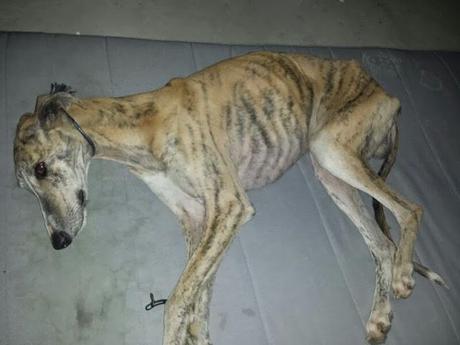 GALGO EXTREMADAMENTE DECAÍDO Y BUSCANDO COBIJO.