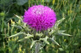 cardo3 Cardo mariano y silimarina: un protector para el hígado y mucho más..  