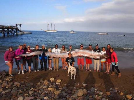pez remo encontrado en Isla Catalina, California