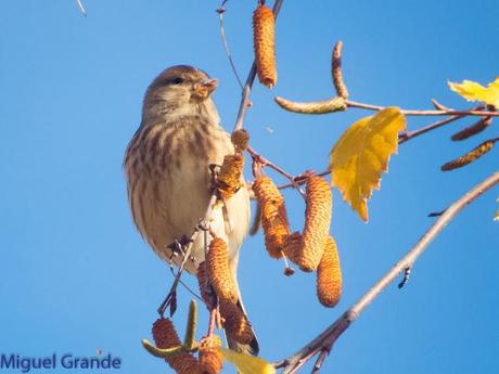 PARQUE DE BARAÑAIN-EL RATICO ANTES DE LA COMIDA NAVIDEÑA