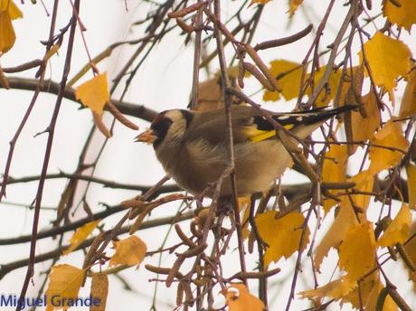 PARQUE DE BARAÑAIN-EL RATICO ANTES DE LA COMIDA NAVIDEÑA