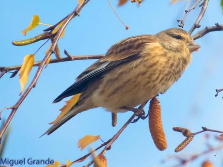 PARQUE DE BARAÑAIN-EL RATICO ANTES DE LA COMIDA NAVIDEÑA