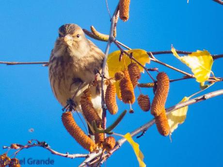 PARQUE DE BARAÑAIN-EL RATICO ANTES DE LA COMIDA NAVIDEÑA
