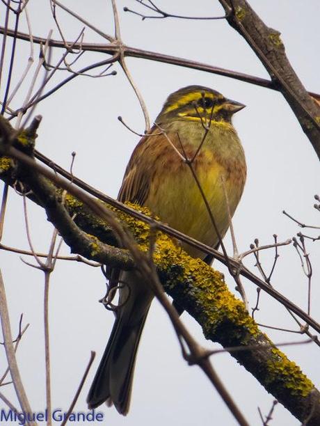 PARQUE DE BARAÑAIN-EL RATICO ANTES DE LA COMIDA NAVIDEÑA