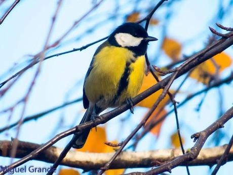 PARQUE DE BARAÑAIN-EL RATICO ANTES DE LA COMIDA NAVIDEÑA