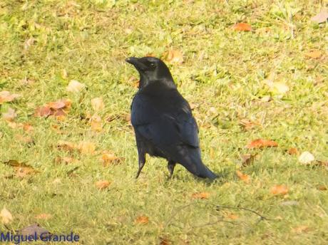 PARQUE DE BARAÑAIN-EL RATICO ANTES DE LA COMIDA NAVIDEÑA