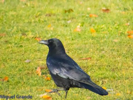 PARQUE DE BARAÑAIN-EL RATICO ANTES DE LA COMIDA NAVIDEÑA