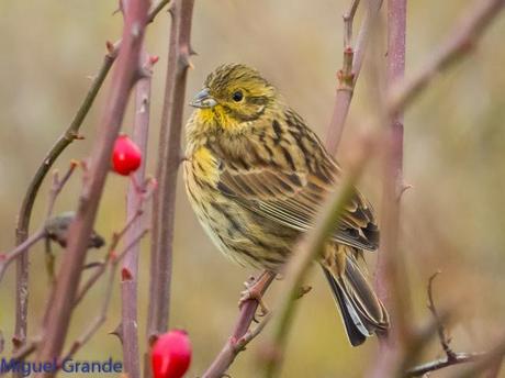 PARQUE DE BARAÑAIN-EL RATICO ANTES DE LA COMIDA NAVIDEÑA