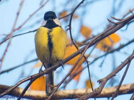 PARQUE DE BARAÑAIN-EL RATICO ANTES DE LA COMIDA NAVIDEÑA