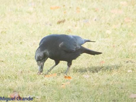 PARQUE DE BARAÑAIN-EL RATICO ANTES DE LA COMIDA NAVIDEÑA