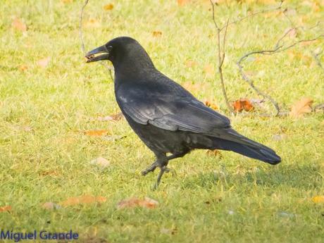 PARQUE DE BARAÑAIN-EL RATICO ANTES DE LA COMIDA NAVIDEÑA