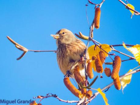 PARQUE DE BARAÑAIN-EL RATICO ANTES DE LA COMIDA NAVIDEÑA