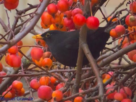 PARQUE DE BARAÑAIN-EL RATICO ANTES DE LA COMIDA NAVIDEÑA