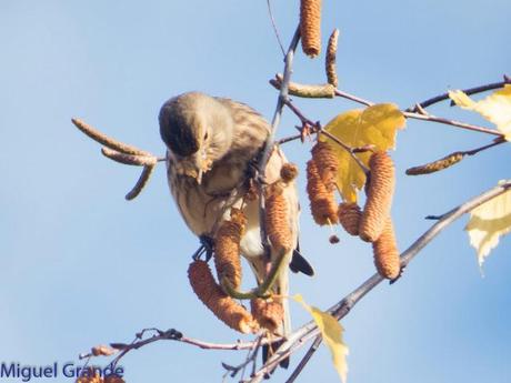 PARQUE DE BARAÑAIN-EL RATICO ANTES DE LA COMIDA NAVIDEÑA