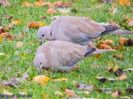 PARQUE DE BARAÑAIN-EL RATICO ANTES DE LA COMIDA NAVIDEÑA