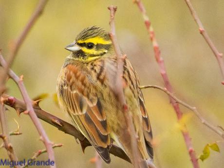 PARQUE DE BARAÑAIN-EL RATICO ANTES DE LA COMIDA NAVIDEÑA