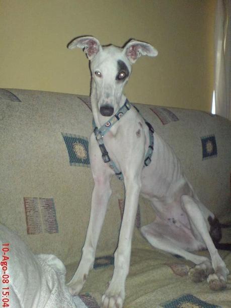 GALGO ROBADO EN BENAVENTE. (ZAMORA)