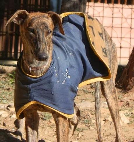 DRAKE, PRECIOSO CACHORRO DE GALGO EN ADOPCIÓN.