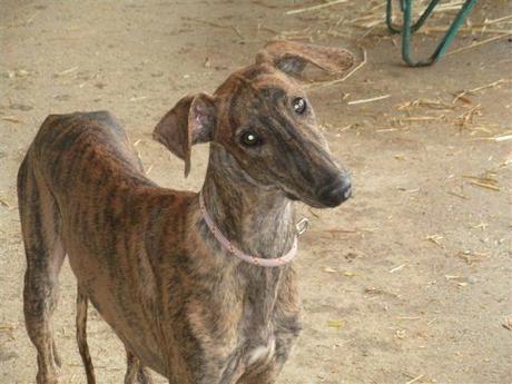 DRAKE, PRECIOSO CACHORRO DE GALGO EN ADOPCIÓN.