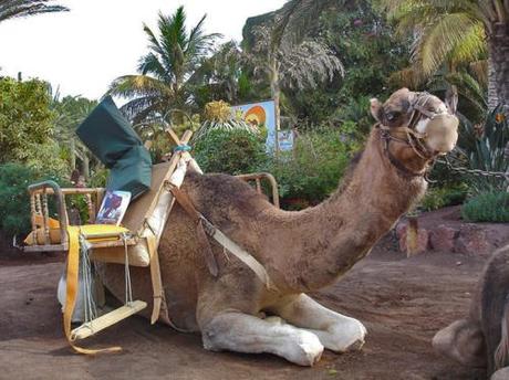 Fuerteventura - Camel Safari