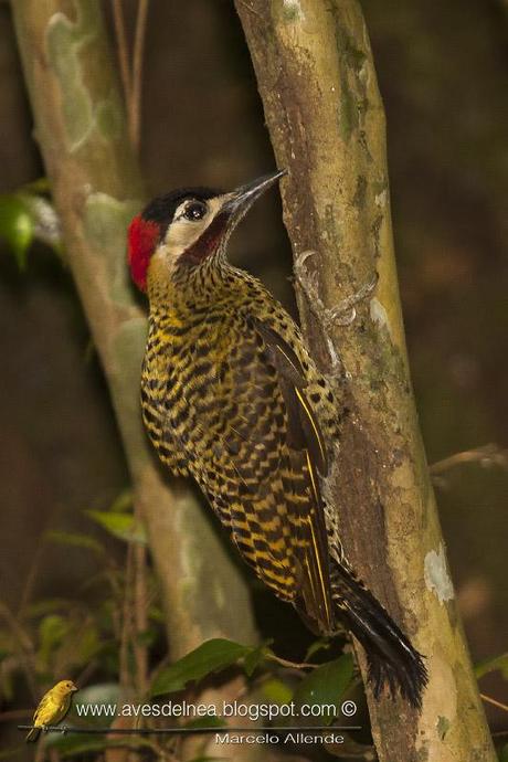 Carpintero real (Green-barred Woodpecker) Colaptes melanochloros