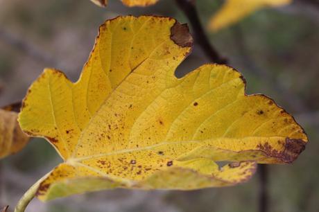Excursión a Sant Llorenç de Munt barcelonacolours_sant_lorenç_munt11