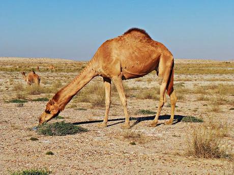 Sensaciones al regreso de Omán