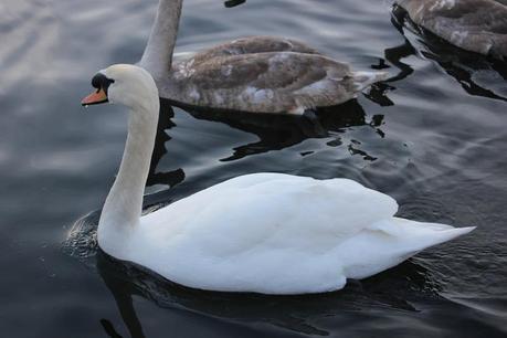 Fur vest, white shirt and bangle with quote Image Hosted by ImageShack.us