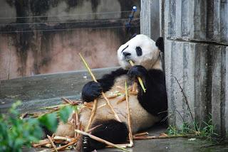 CHENGDU: TIERRA DE ABUNDANCIA