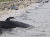 Ballenas muertas