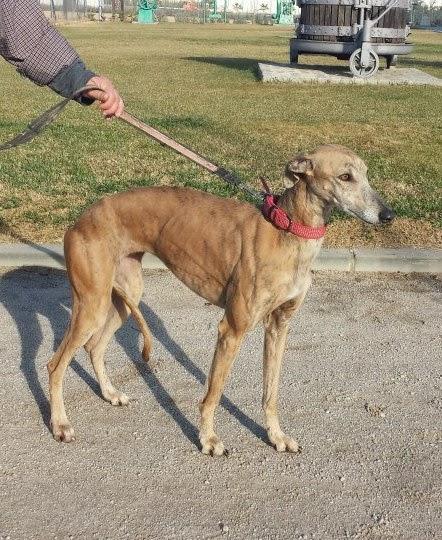 ALOA, DESECHO DE CAZA, AHORA EN LA PERRERA.