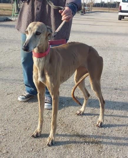 ALOA, DESECHO DE CAZA, AHORA EN LA PERRERA.