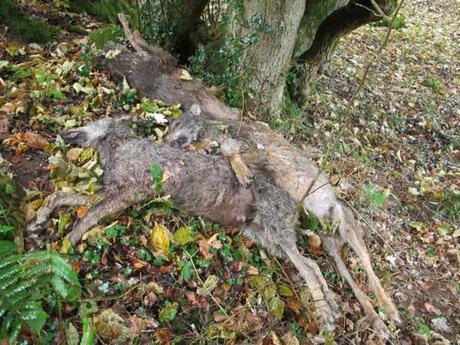 Masacre de lobos en Cantabria
