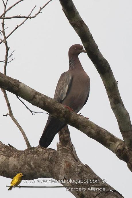 Paloma picazuró (Picazuro Pigeon) Columba picazuro