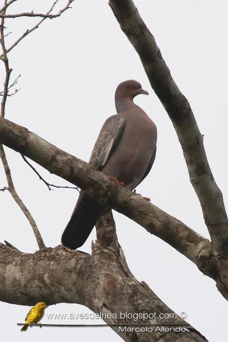 Paloma picazuró (Picazuro Pigeon) Columba picazuro