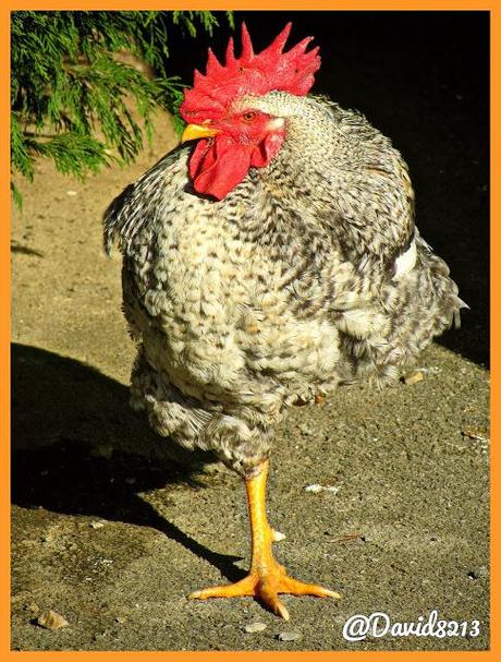 POLLO DE CORRAL CAMPURRIANO