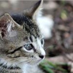 diabetes en los gatos