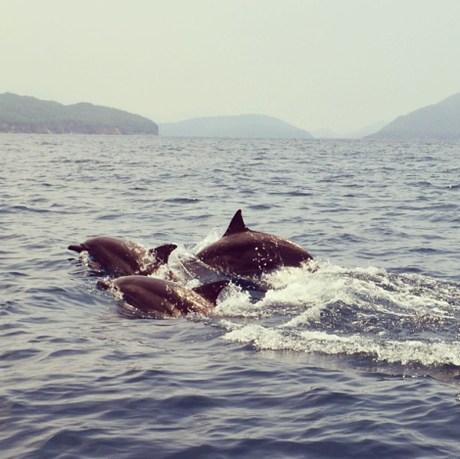 La alegría de ver a los delfines en el Parque Nacional Mochima