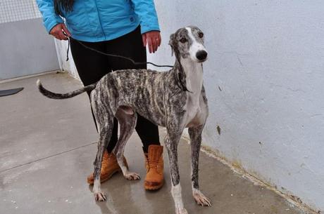 CHEROKY, PERRERA DE BADAJOZ, FECHA DE SACRIFICIO EL 2 DE ENERO.