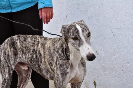 CHEROKY, PERRERA DE BADAJOZ, FECHA DE SACRIFICIO EL 2 DE ENERO.