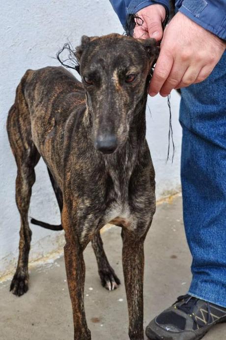 TARA, EN LA PERRERA DE BADAJOZ, FECHA DE SACRIFICIO EL 2 DE ENERO.