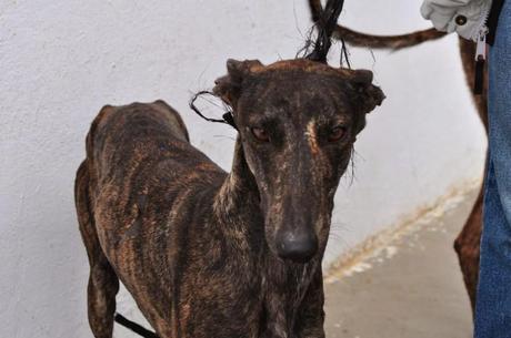 TARA, EN LA PERRERA DE BADAJOZ, FECHA DE SACRIFICIO EL 2 DE ENERO.