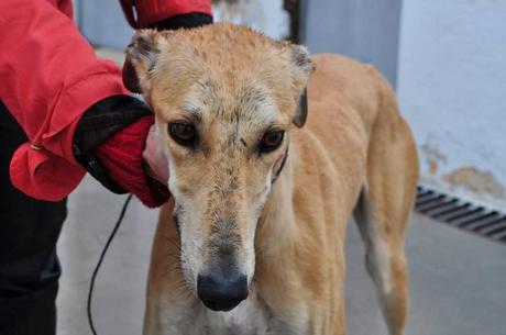 ZORERO, EN LA PERRERA DE BADAJOZ, FECHA DE SACRIFICIO EL 2 DE ENERO.