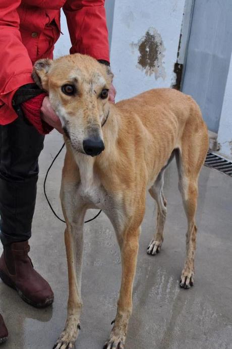 ZORERO, EN LA PERRERA DE BADAJOZ, FECHA DE SACRIFICIO EL 2 DE ENERO.