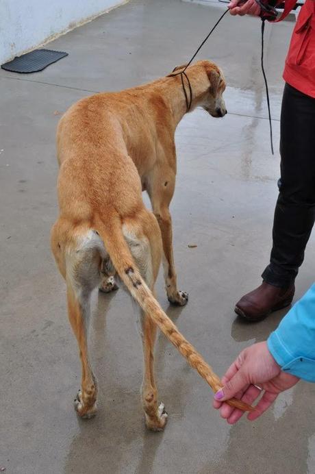 ZORERO, EN LA PERRERA DE BADAJOZ, FECHA DE SACRIFICIO EL 2 DE ENERO.