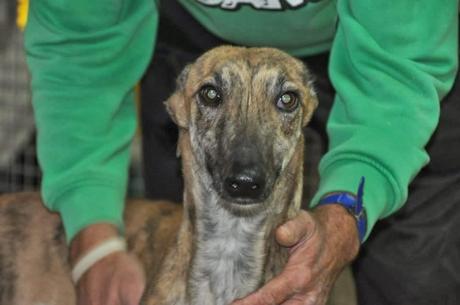 REKI, ACOGIDA O ADOPCIÓN.