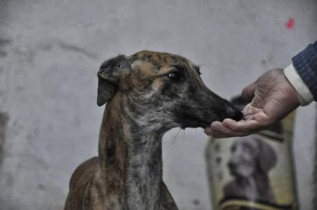 REKI, ACOGIDA O ADOPCIÓN.