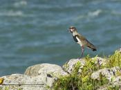 Quero quero (Southern lapwing) Vanellus chilensis